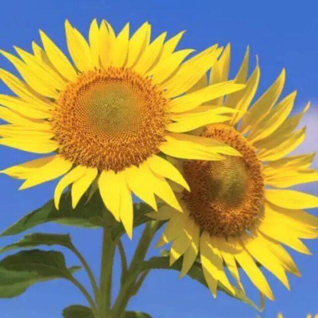 向日葵🌻