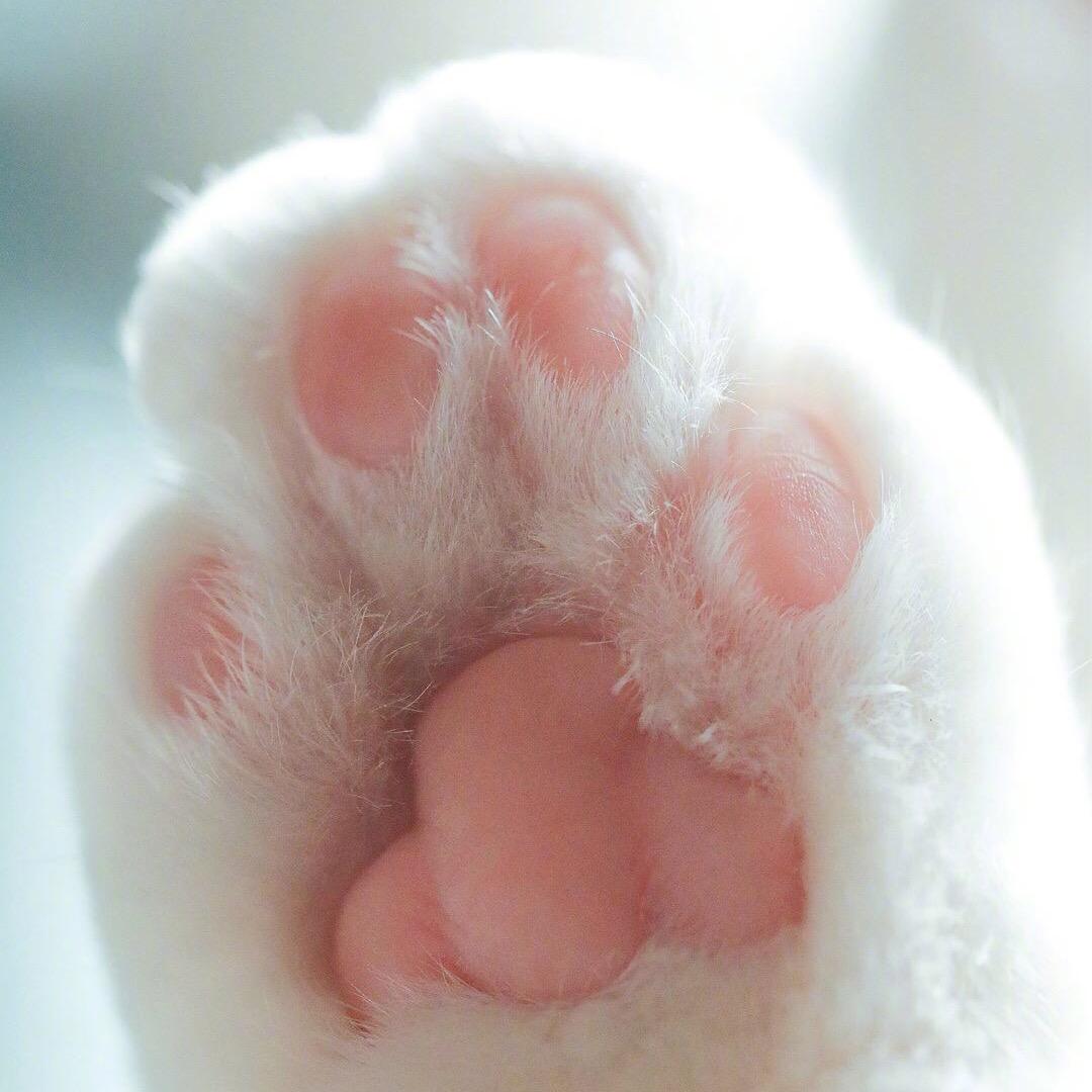 四个圈儿