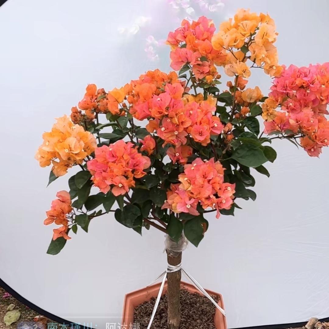 东边