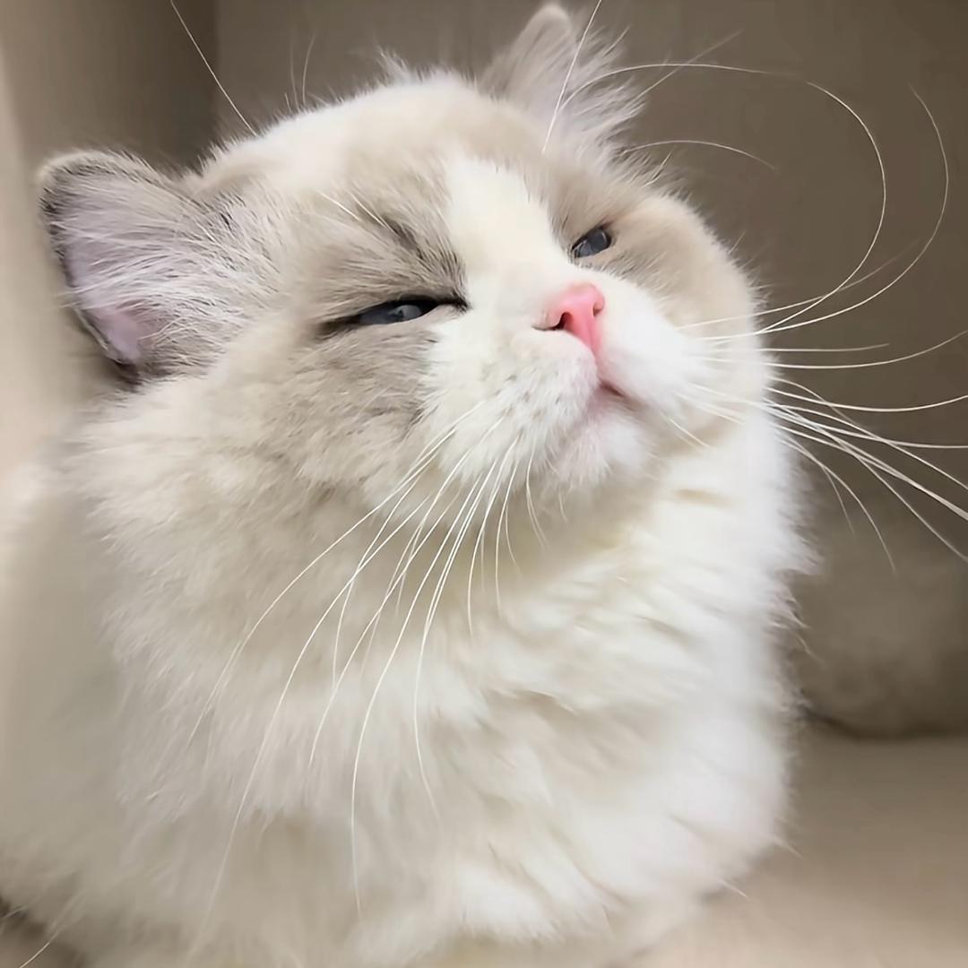 歌点秋.