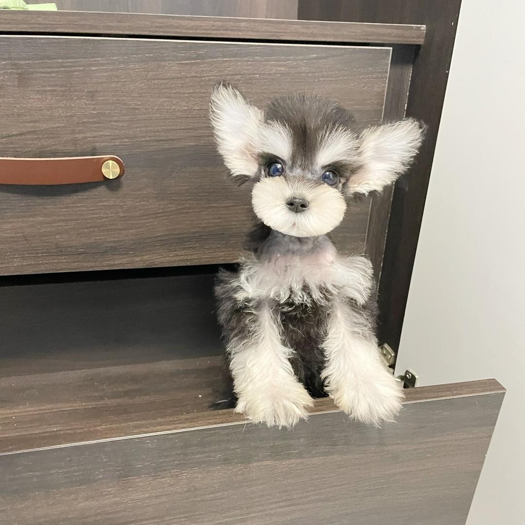 狗不理猫雪纳瑞