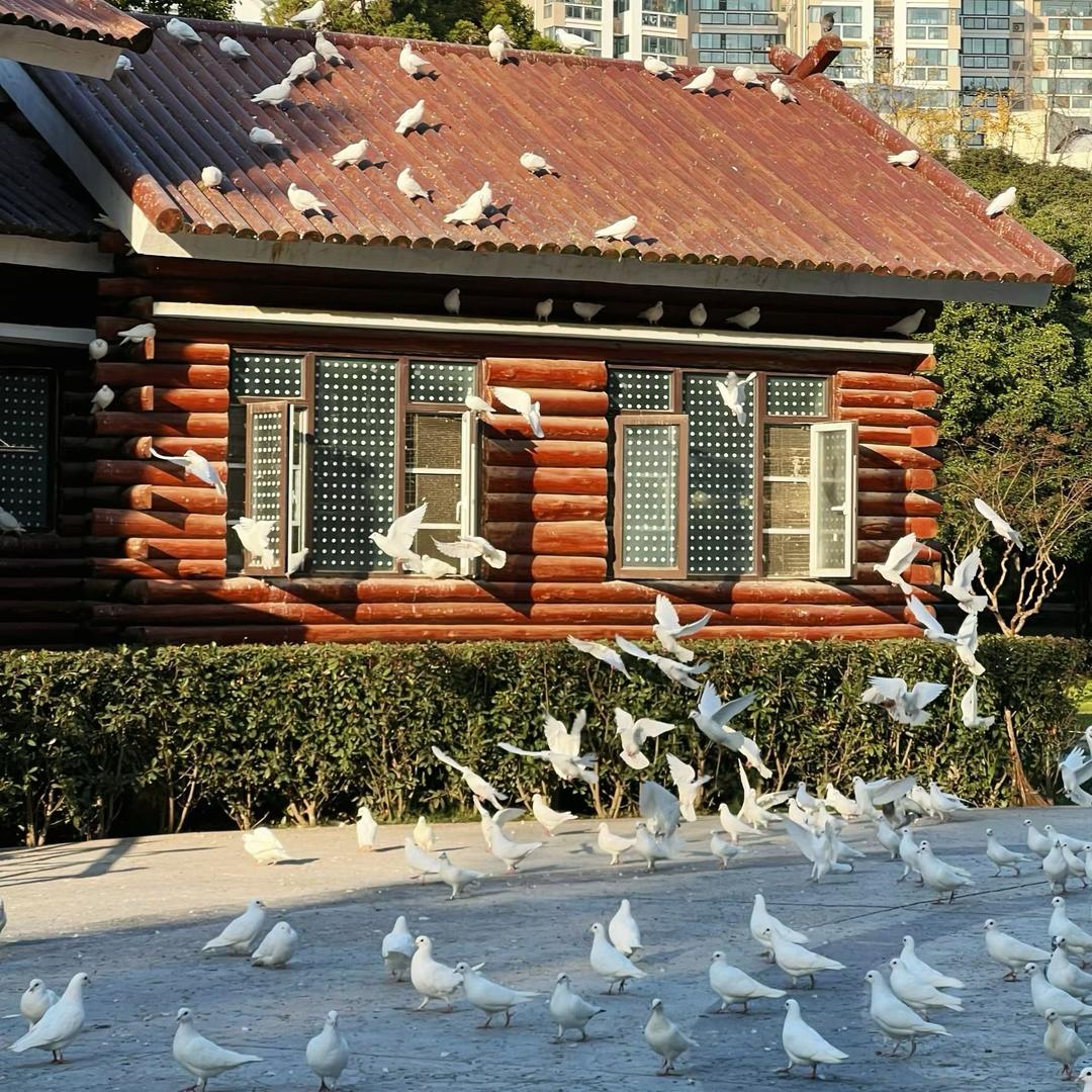 看一万次日落🌄