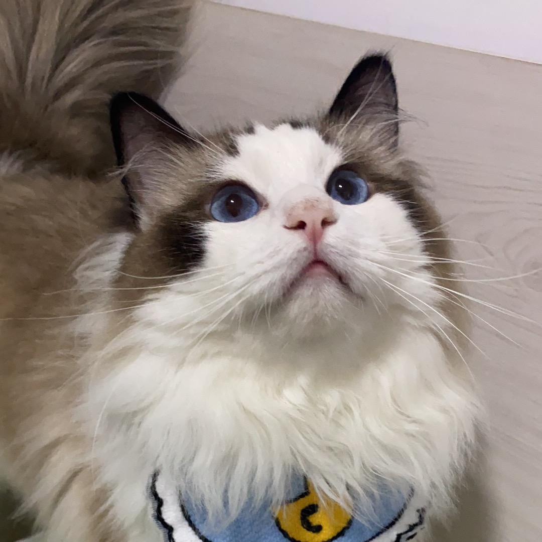 眷养小虎吉