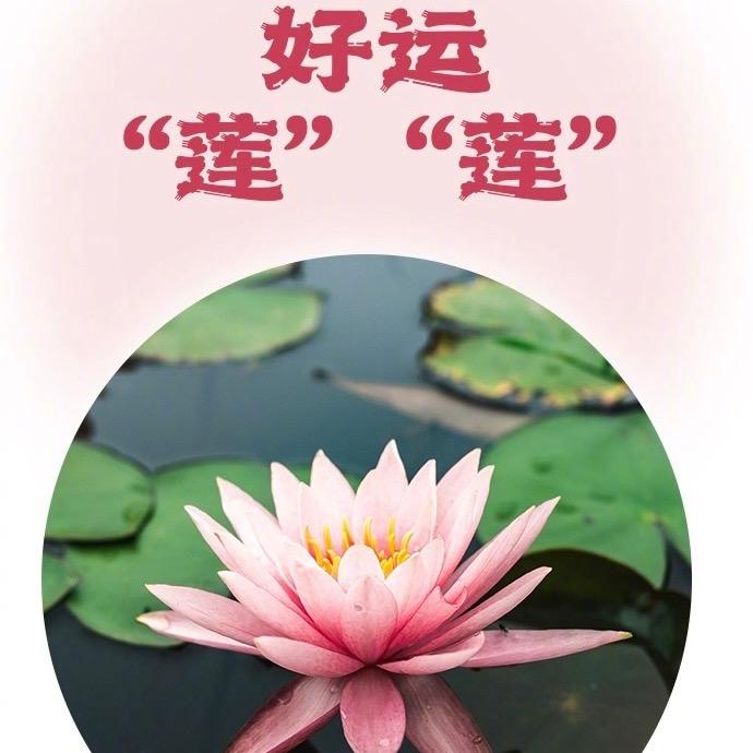 好运连连、