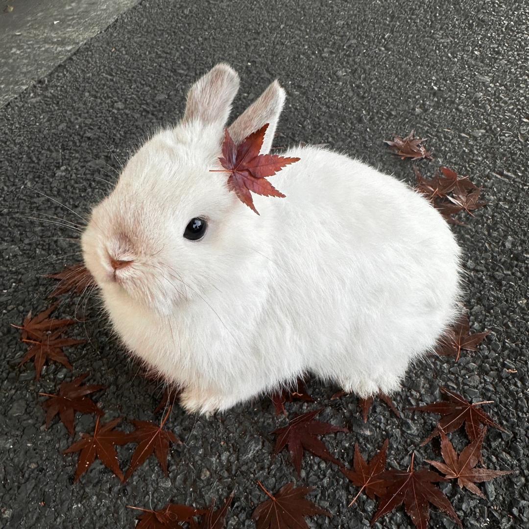 🐰