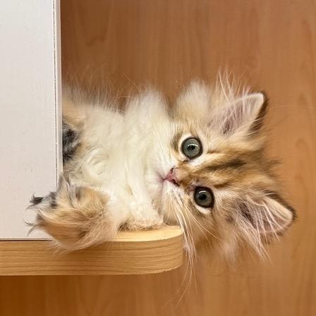 一之野鸟🥥🐦