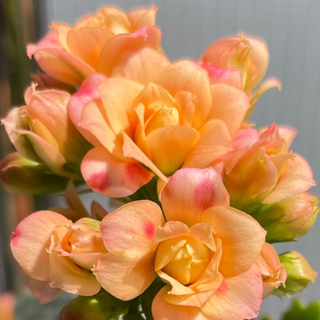 芬迪