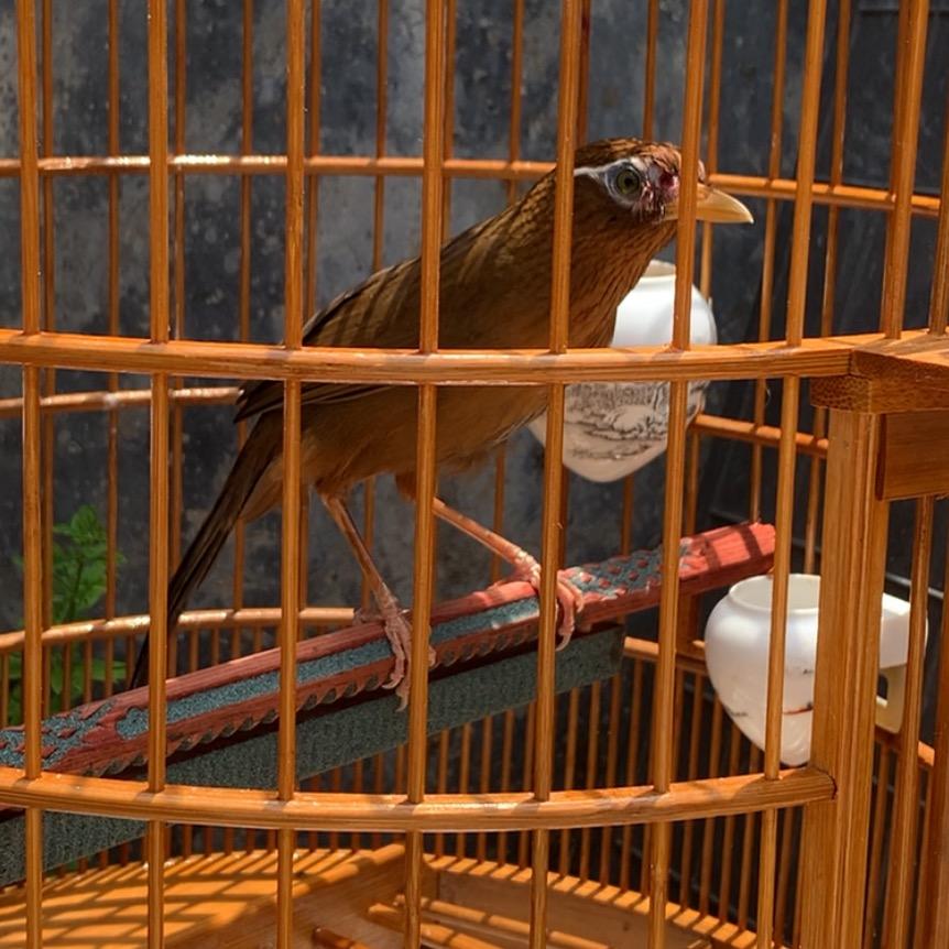 🦜福建漳州鸟笼🦜