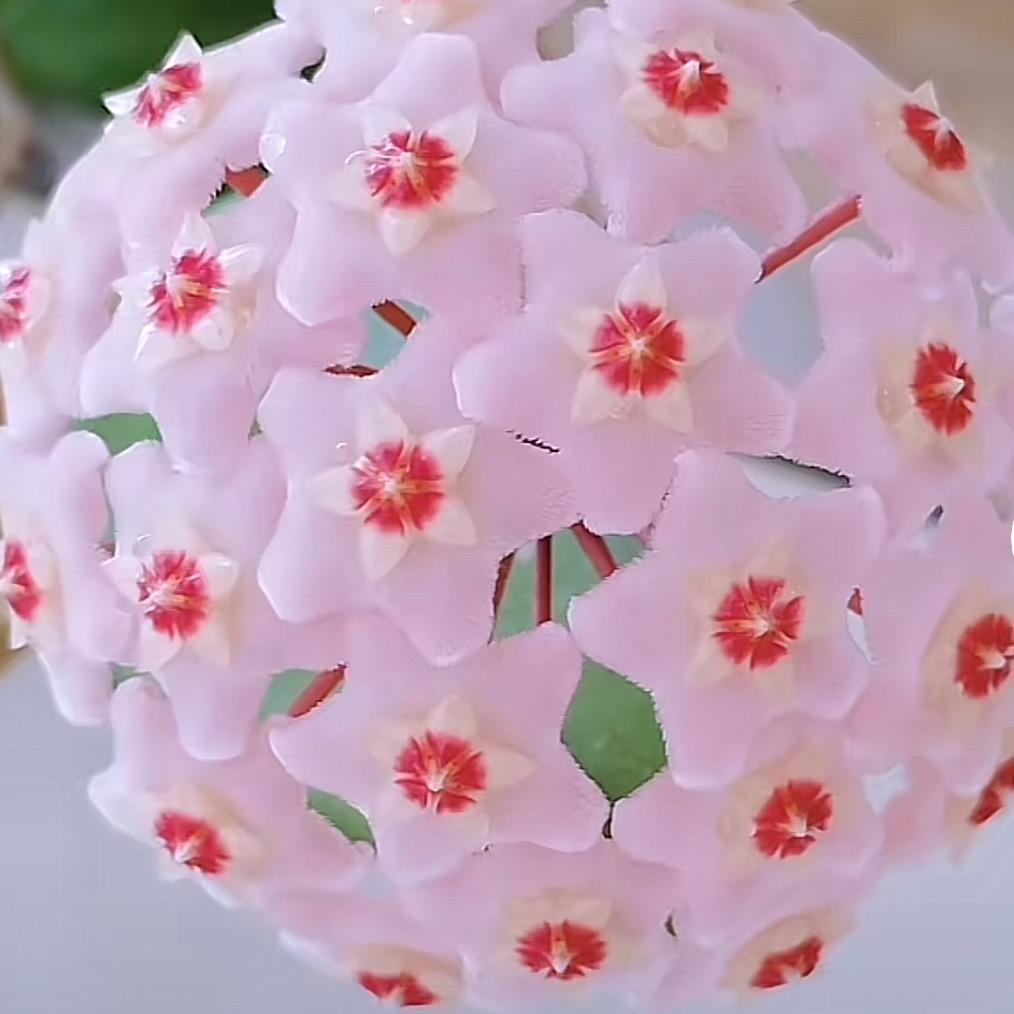 玥彤