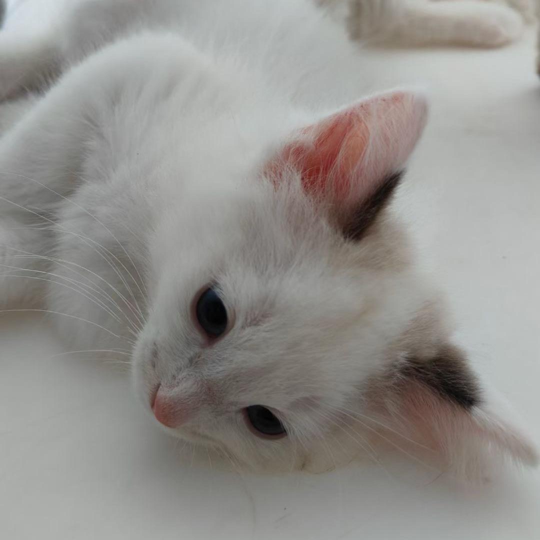 一起养猫ᵐᵃ