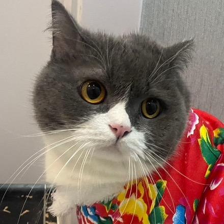 这有两只猫