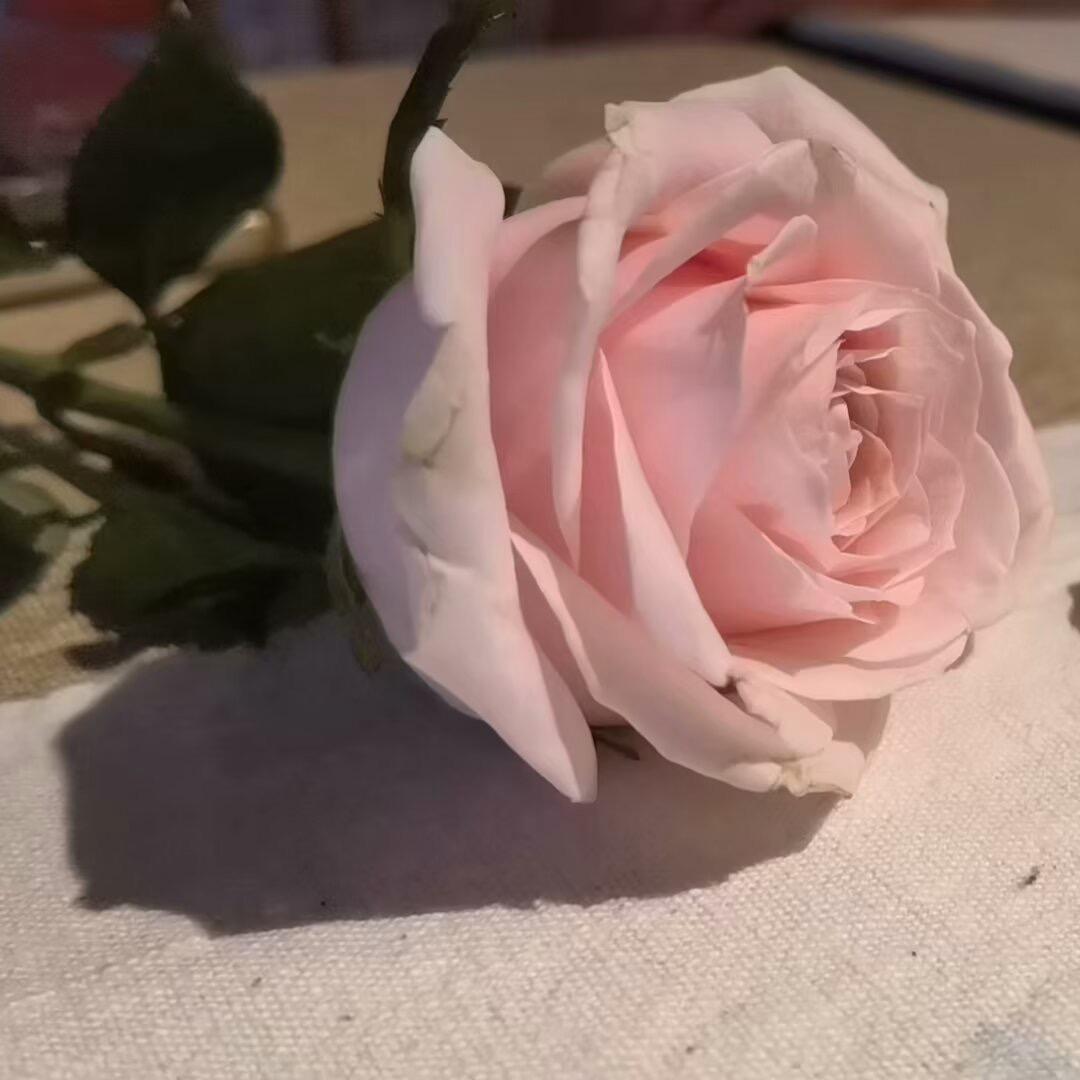 Alice儒意