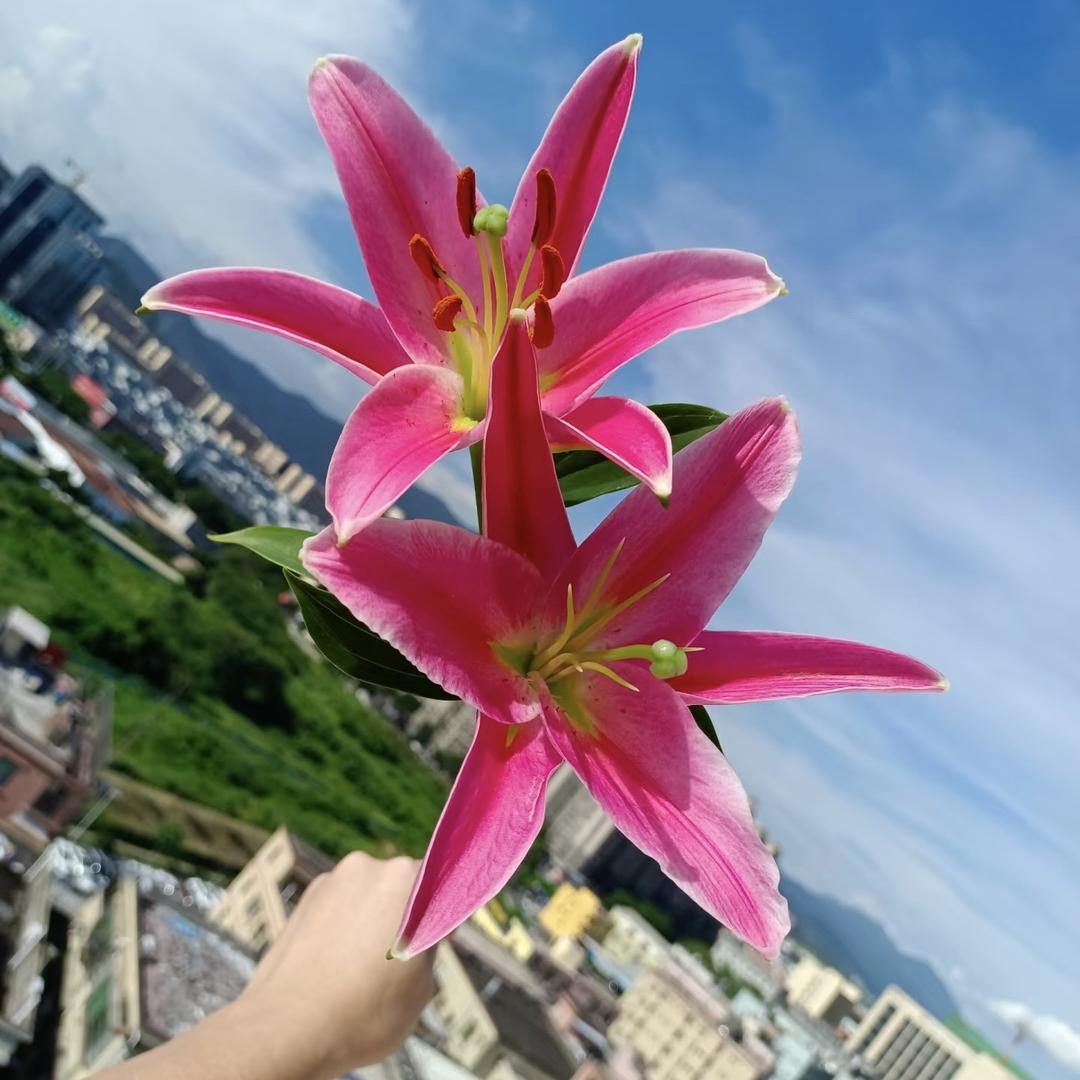 万盛鲜花