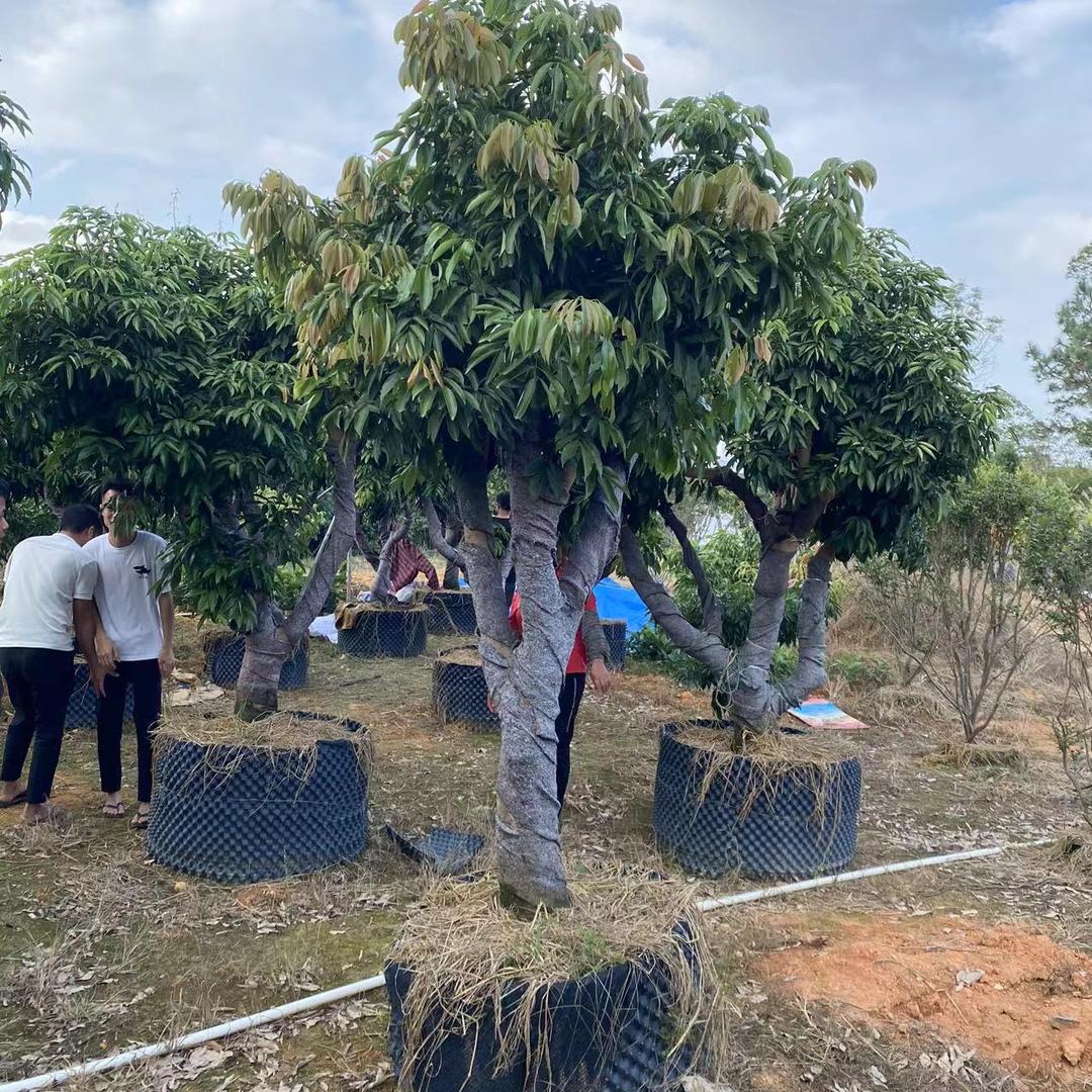 MODX五乐果树苗木专卖店