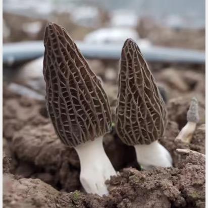 小玉儿.首播，不定时