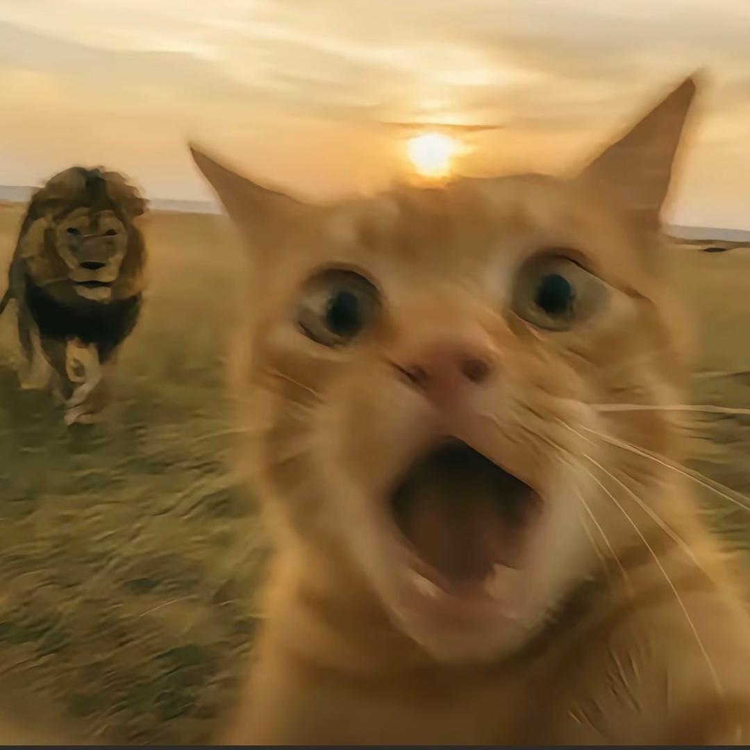 ˃ ˄ ˂̥̥