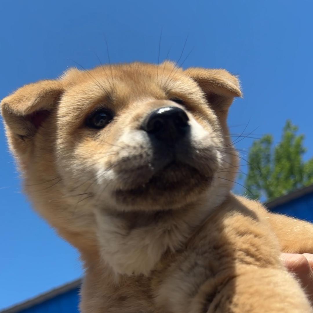 壮壮平安小三圈儿🐶（徐州田园犬）