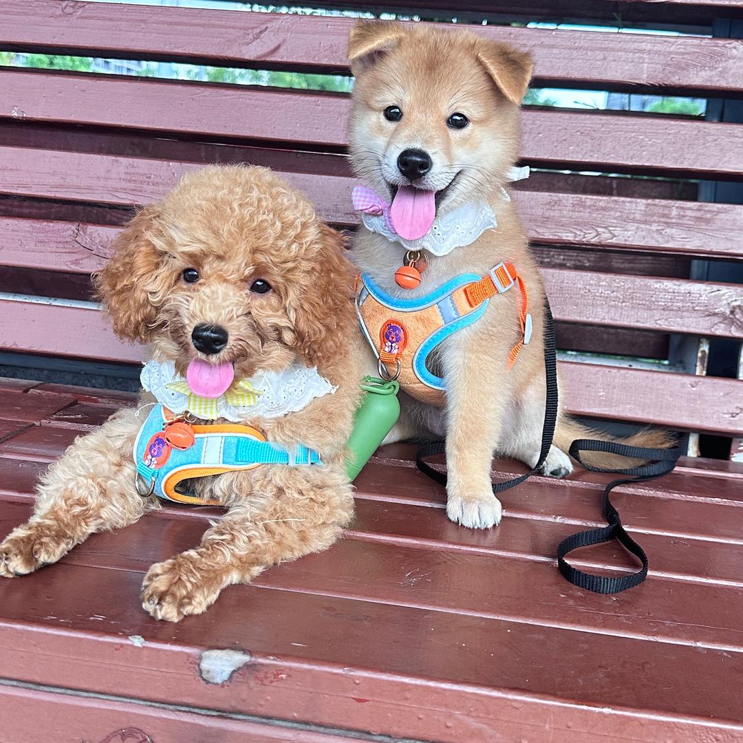 🏠🈶小七和球球🐶