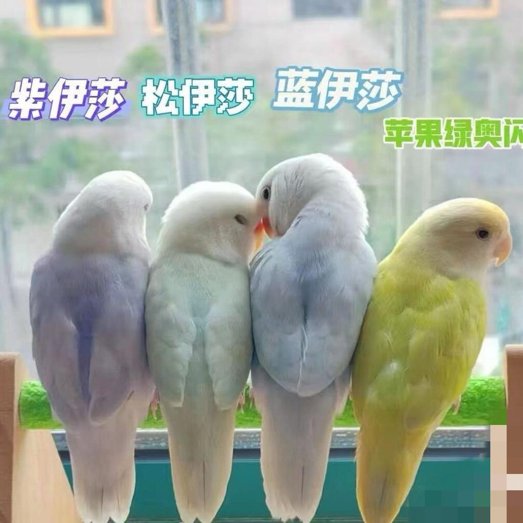 手养鹦鹉之家 2