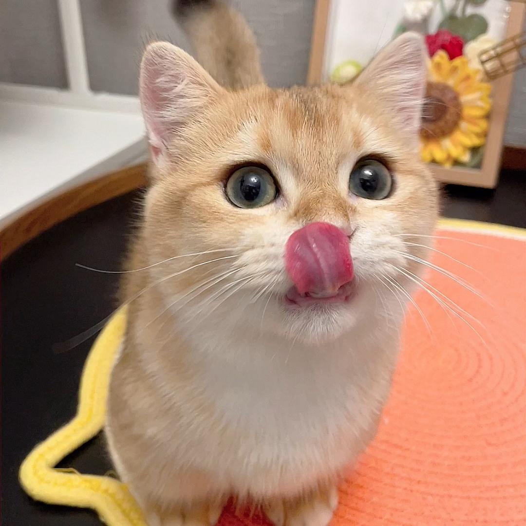 屁屁是只金渐层