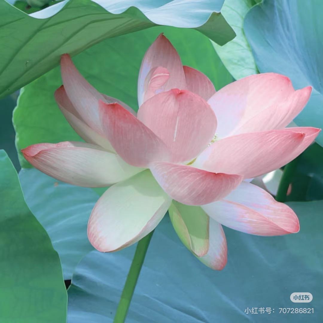 龙虎山清婉居士