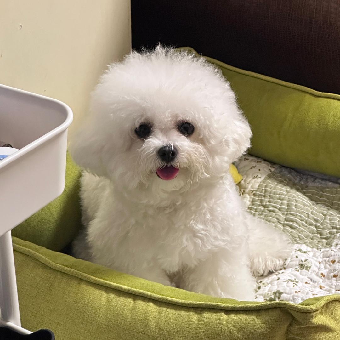 糯米是只小比熊