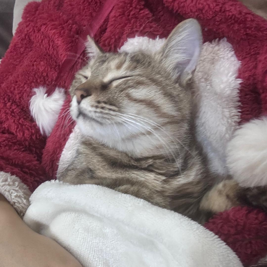老实猫猫