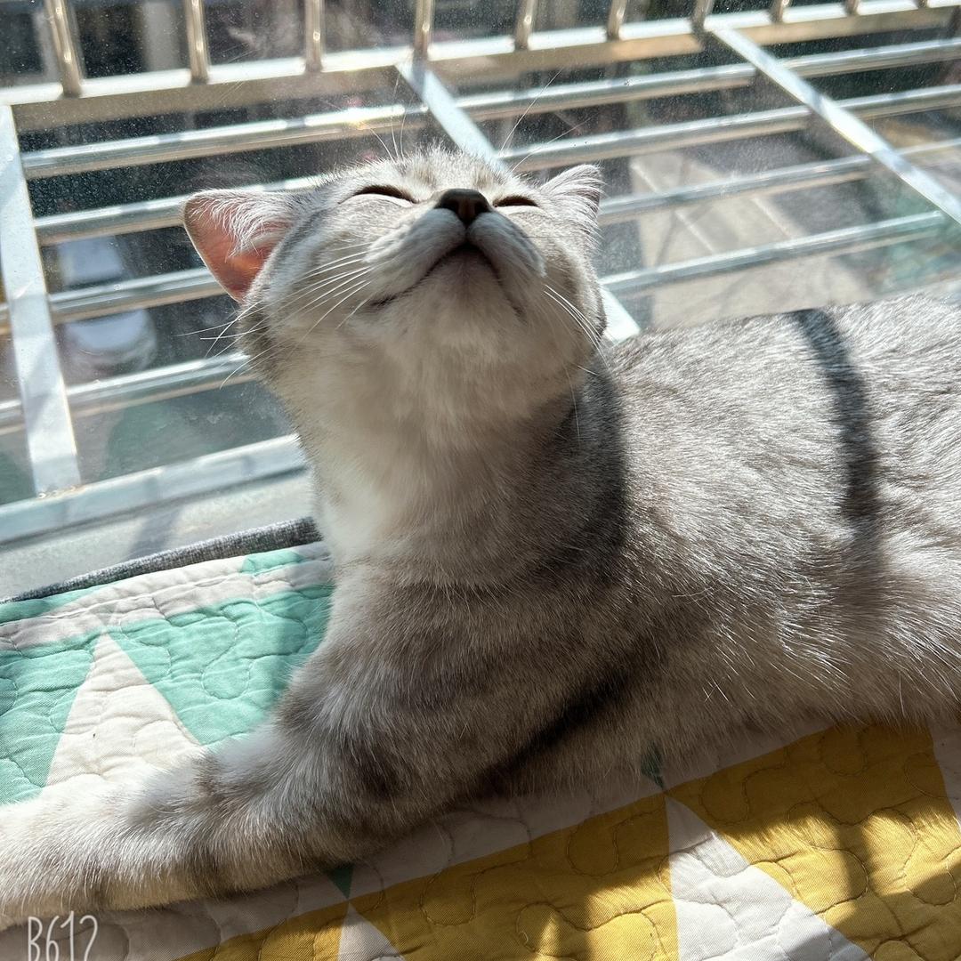 🐱一只喵喵看世界