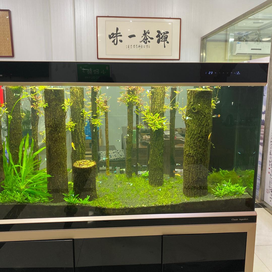 君泽