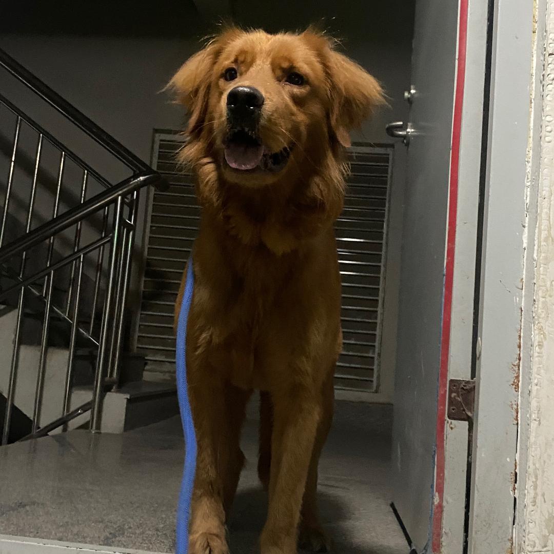 毛毛🐶