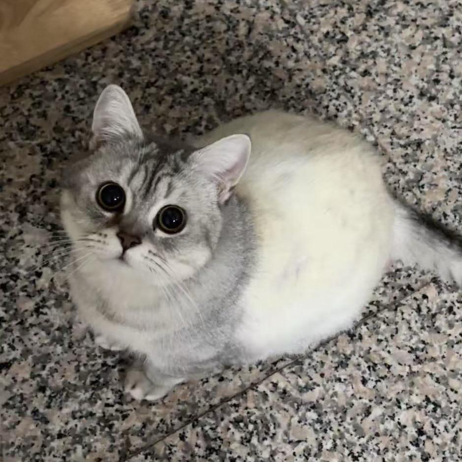 来钱金条英镑小妹