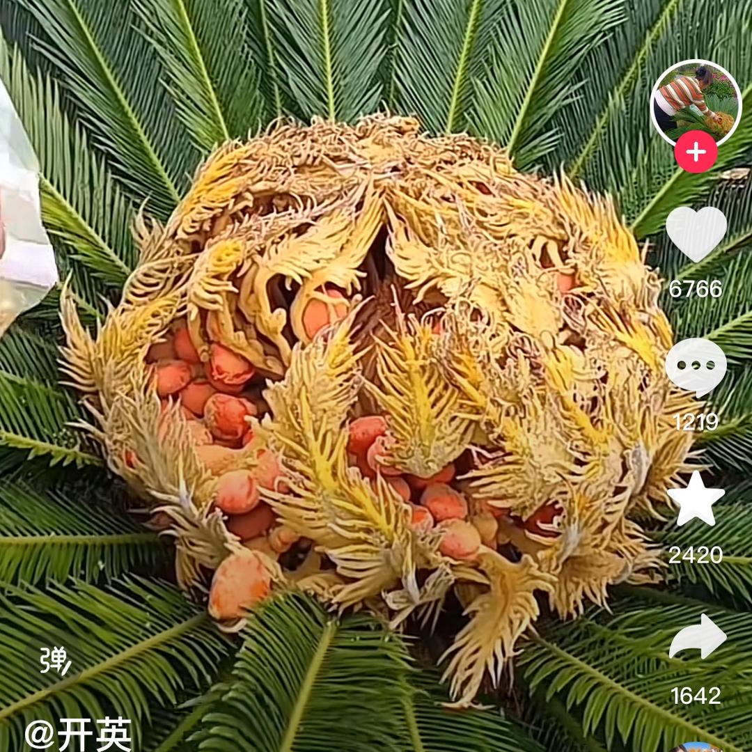 笨蛋蛋