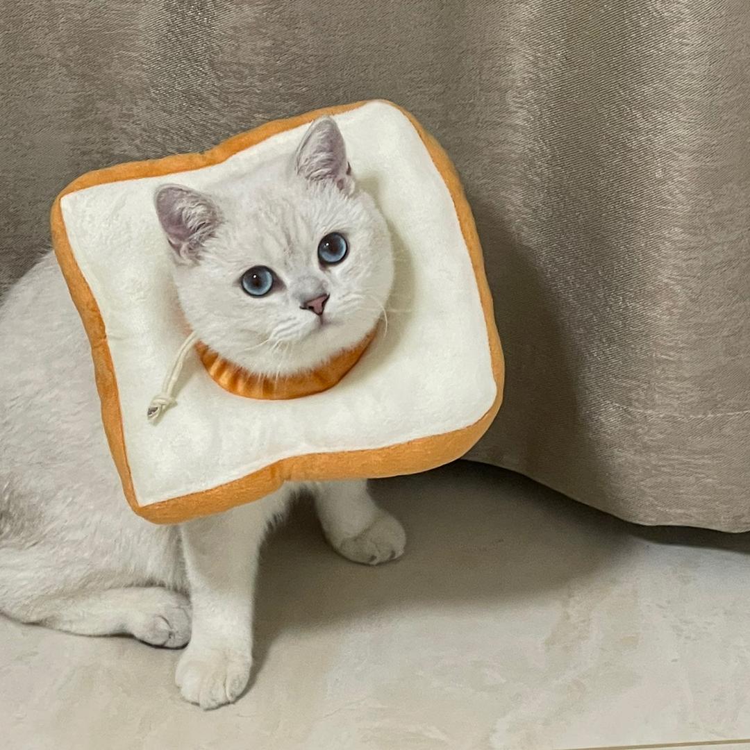 宇宙无敌太空猫