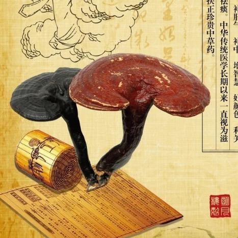 南伊（Naya）头像
