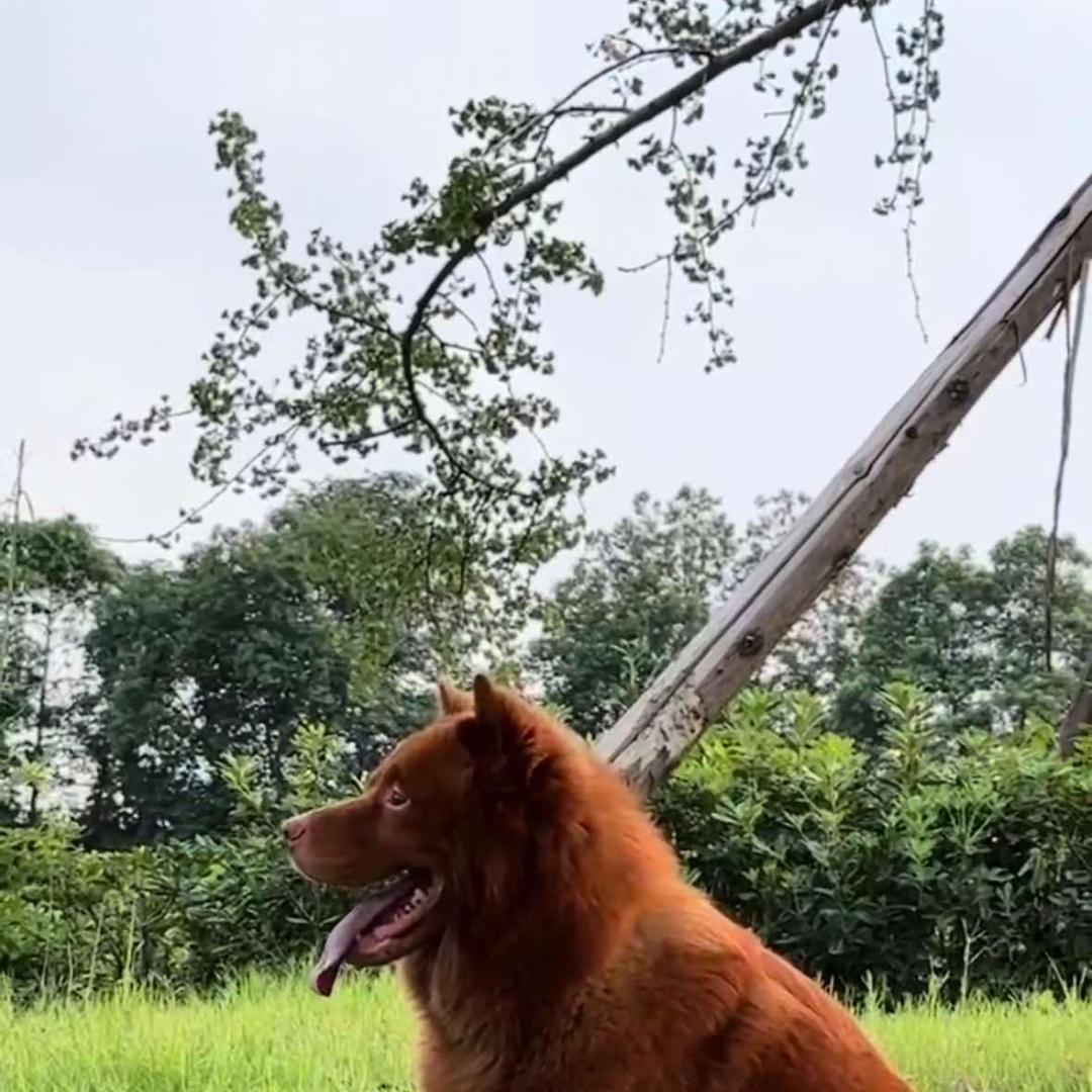 成都田园犬舍2号