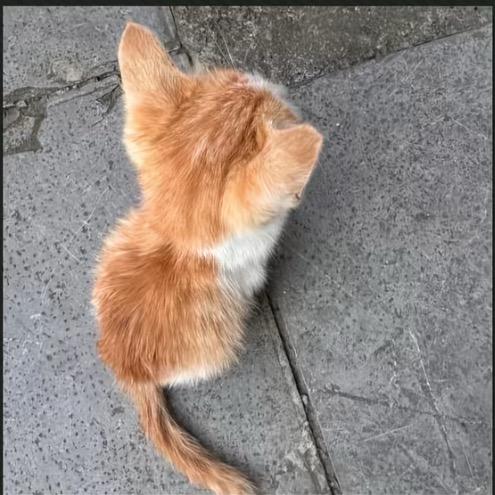 在下水道阴暗扭曲爬行的蛆