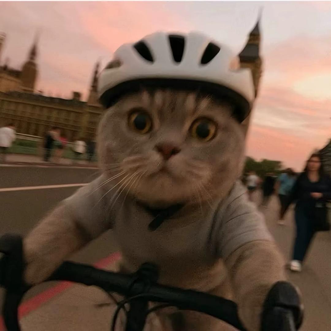 鱼缸里的一条鱼