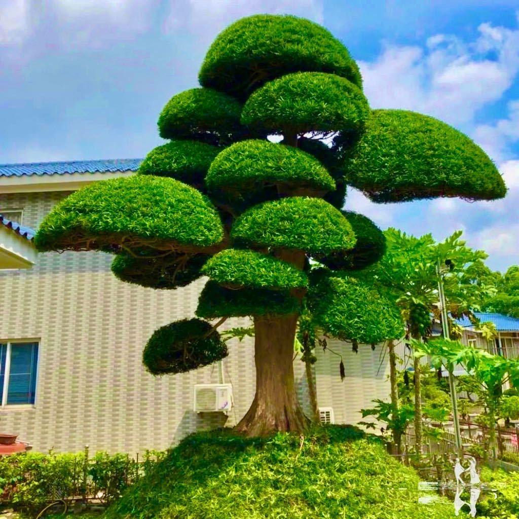 大千盆景
