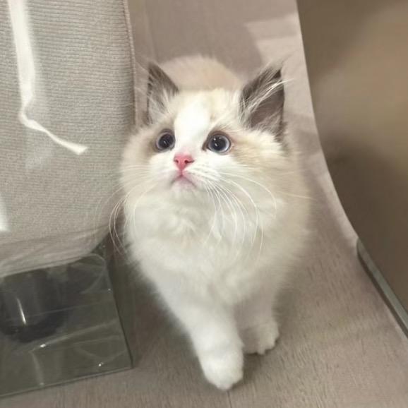 微醺小猫