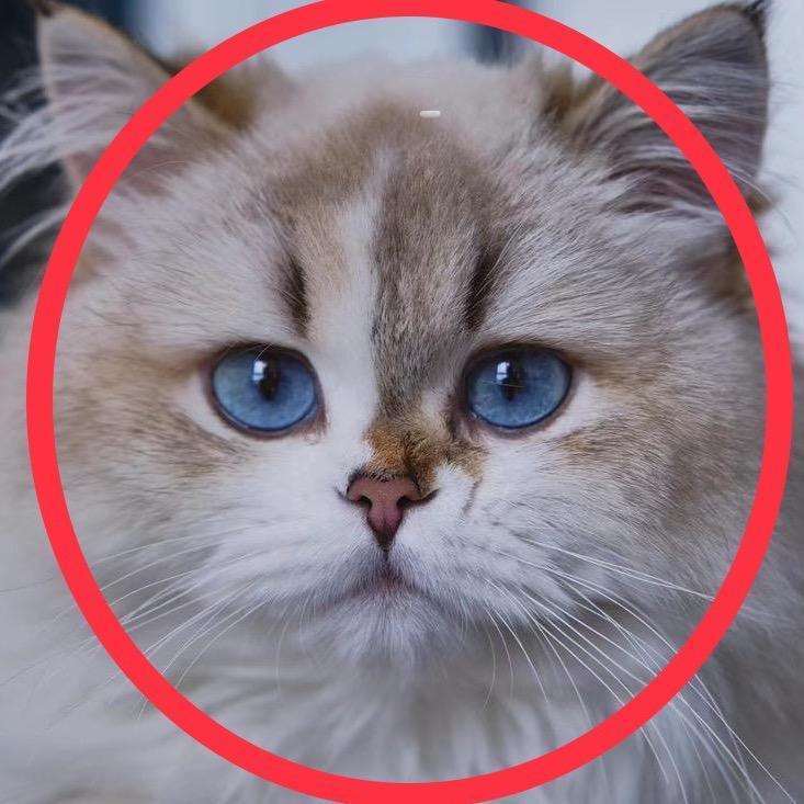 ℳℳ喵生喵世💞