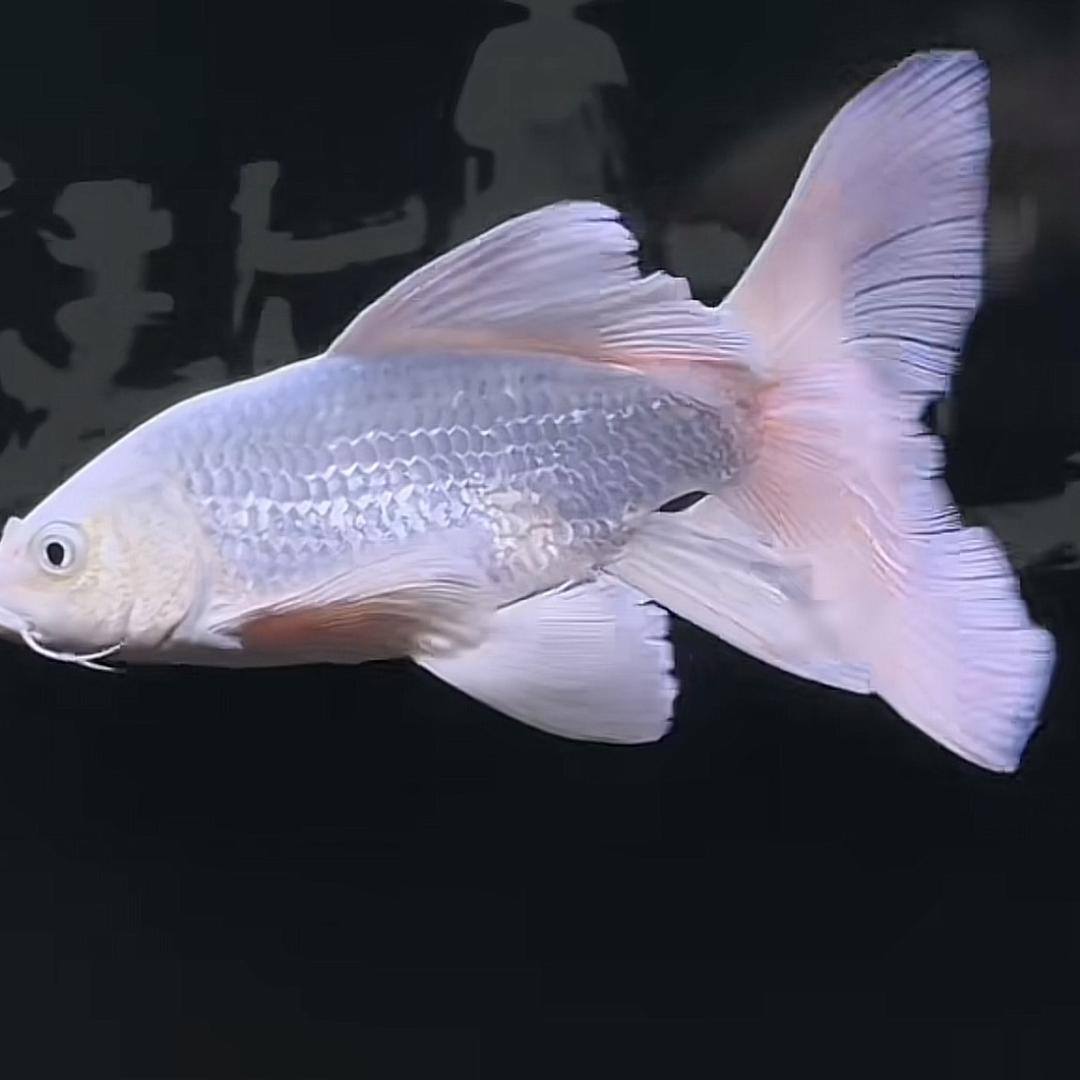 小花妹妹蝴蝶鲤鱼