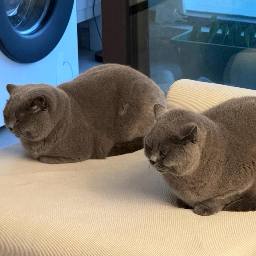 🐈‍⬛