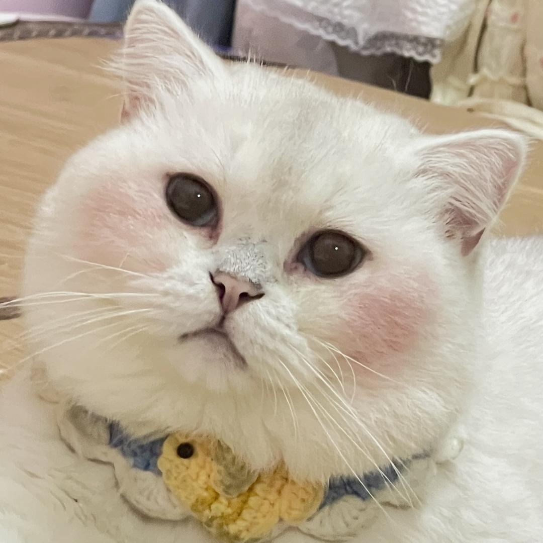 璇宝