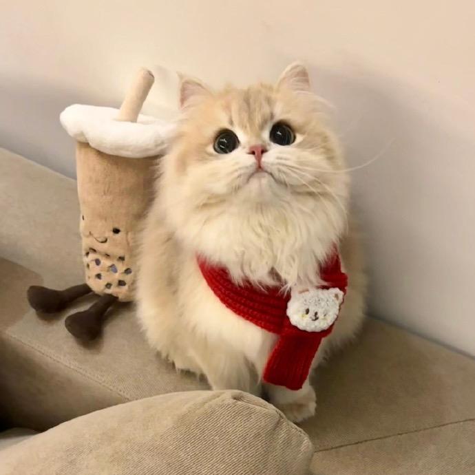 小奢的礼物清单