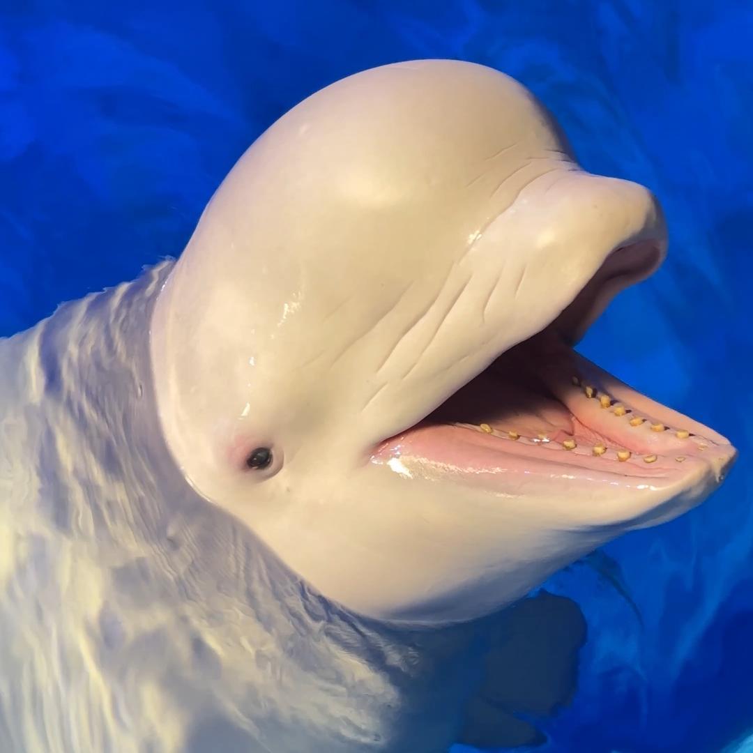 海趣花都🐳石榴