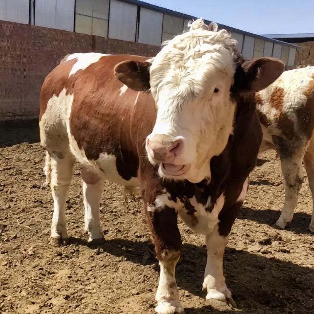 兄弟们 哈达福  牛骨头 牛肉产业