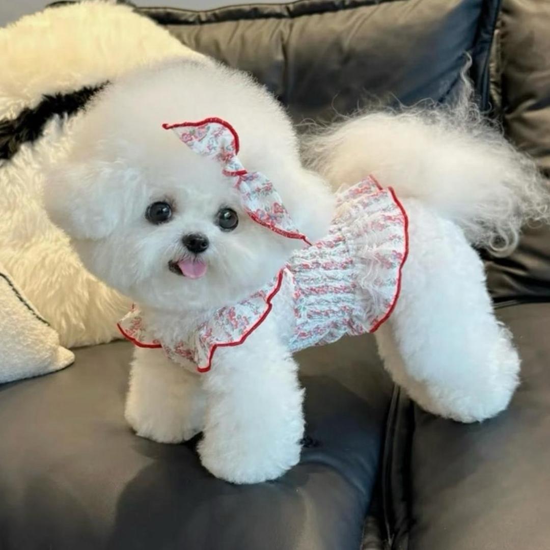 西安宠物犬（回关👀🐶）