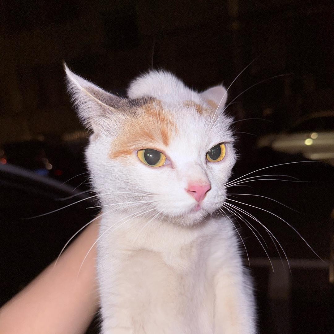 养一只猫
