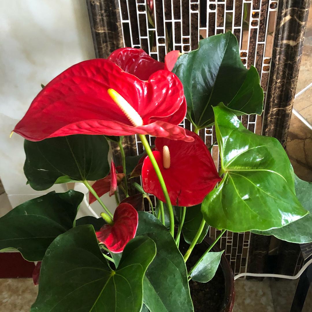 百花秀