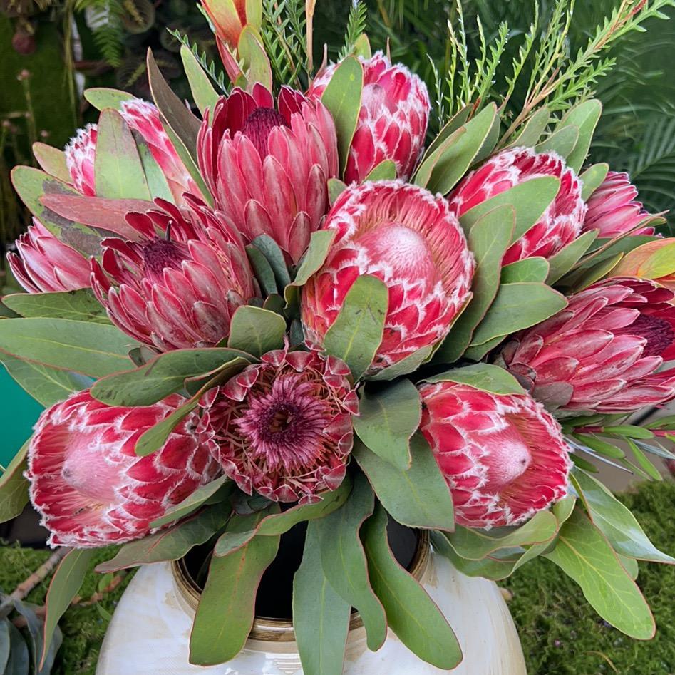 东方花屿（南非进口花）